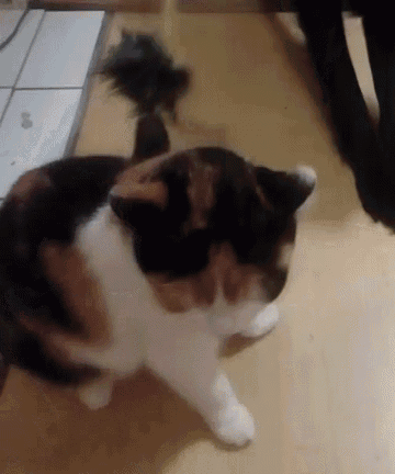 Cat Play GIF , Cat Play Toy , Discover \u0026 Share GIFs